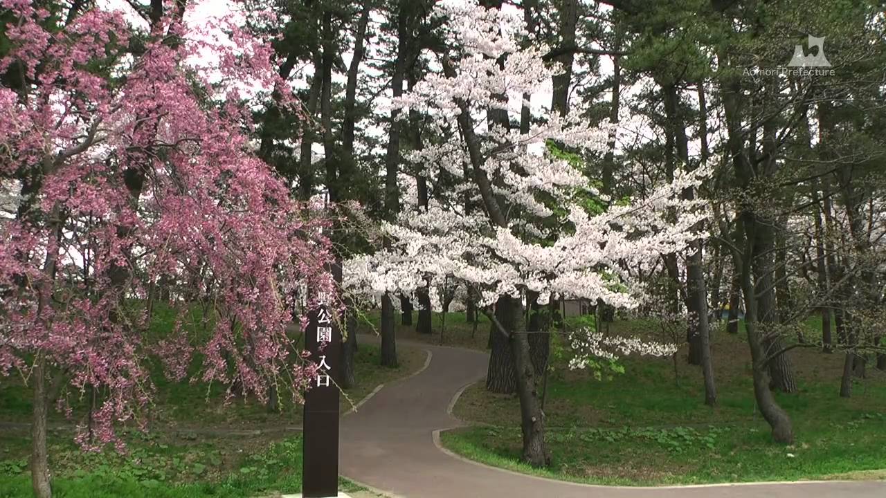 春の芦野公園