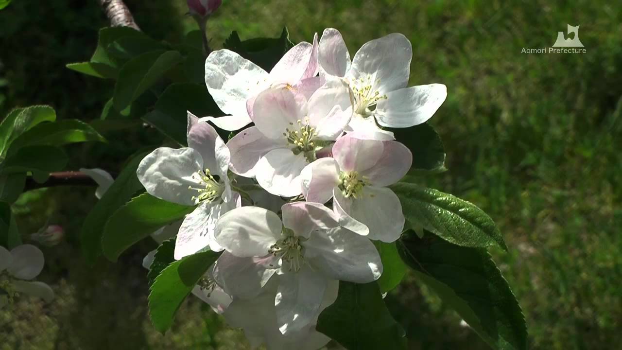 青森県庁前のりんごの花
