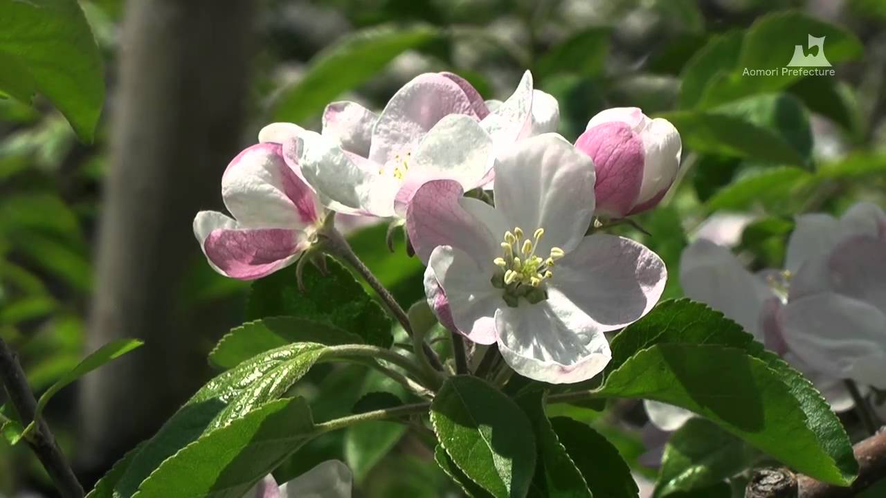 青森県庁前のりんごの花