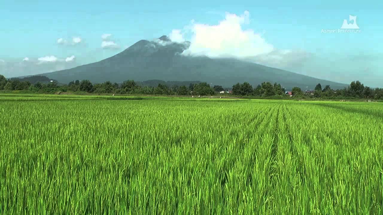 岩木山と田んぼ（2010年・夏）
