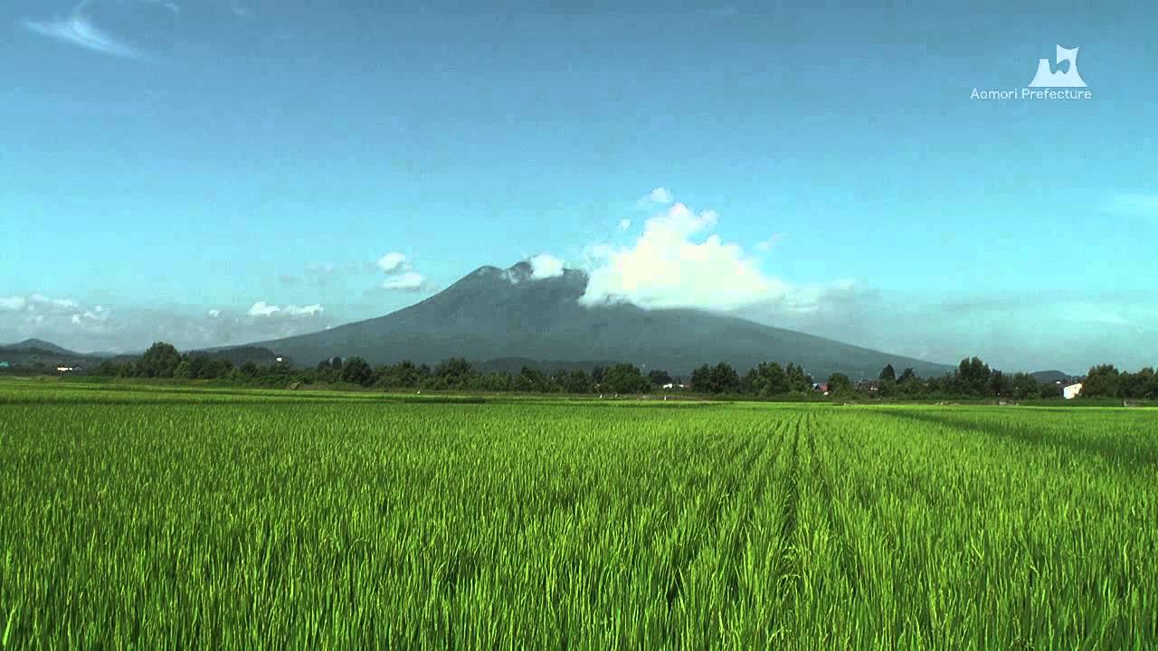 岩木山と田んぼ（2010年・夏）