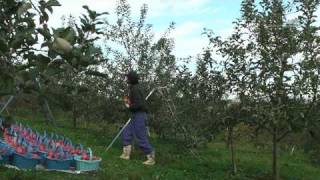 青森りんごの収穫