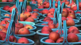 青森りんごの収穫
