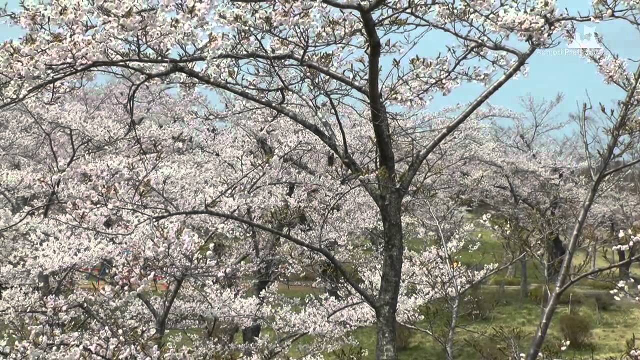 早掛沼公園（春）