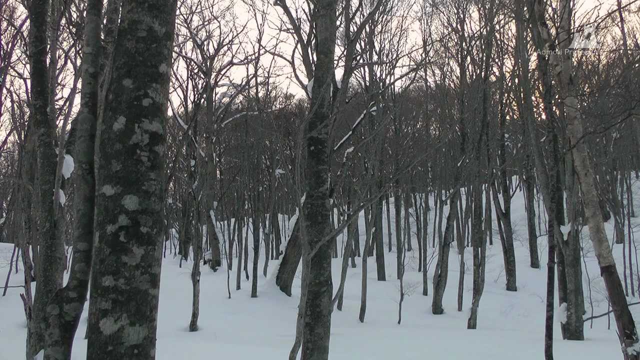 蔦野鳥の森（冬）