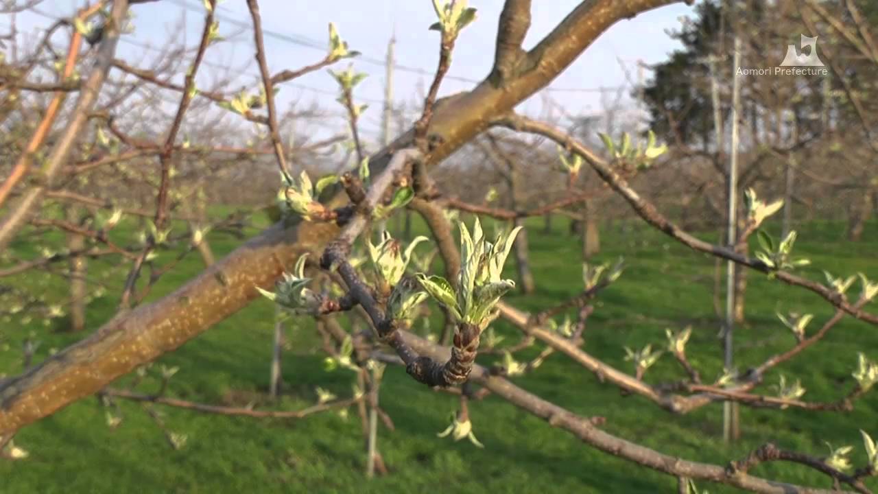 りんごの花つぼみ