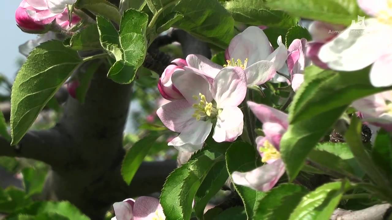 りんご公園のりんごの花