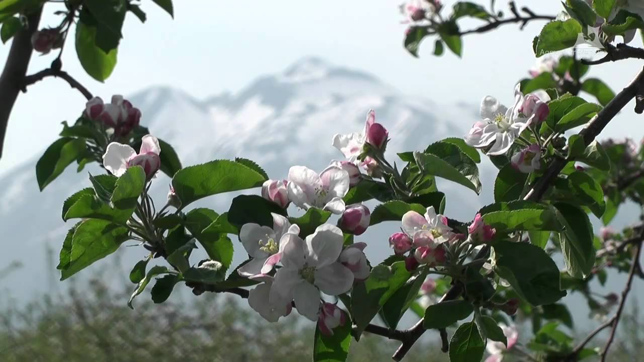 りんご公園のりんごの花