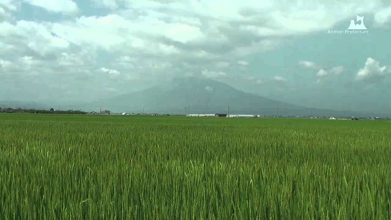 岩木山と田んぼ