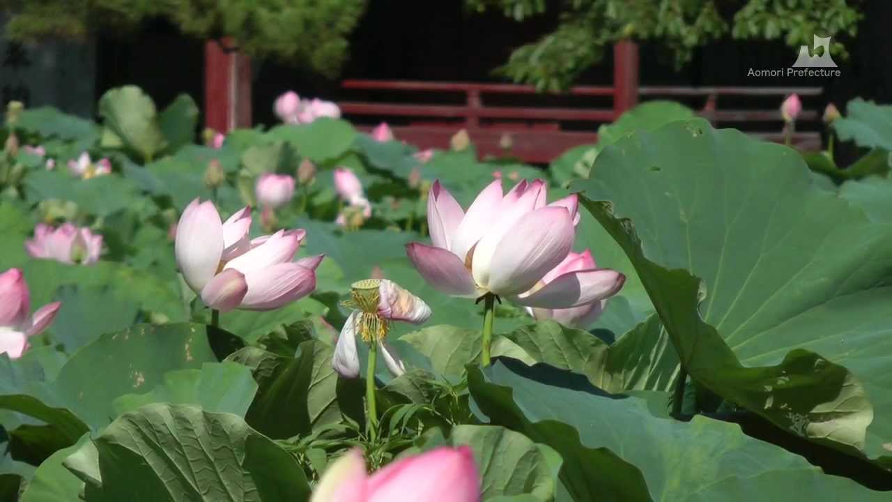 猿賀公園の蓮の花