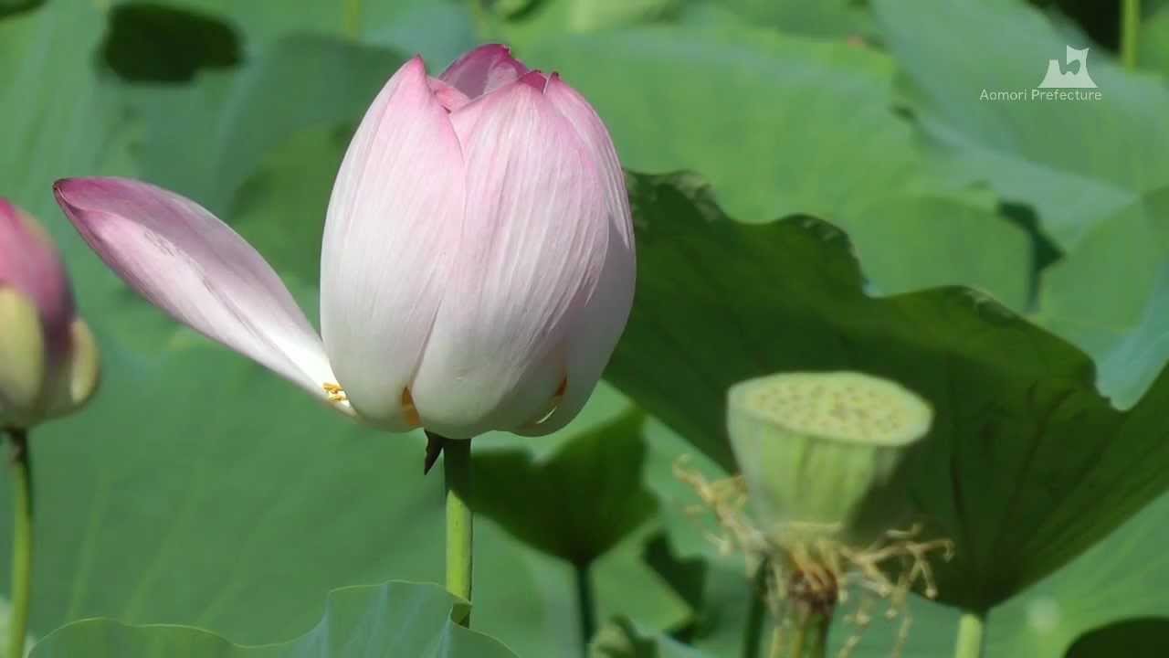 猿賀公園の蓮の花