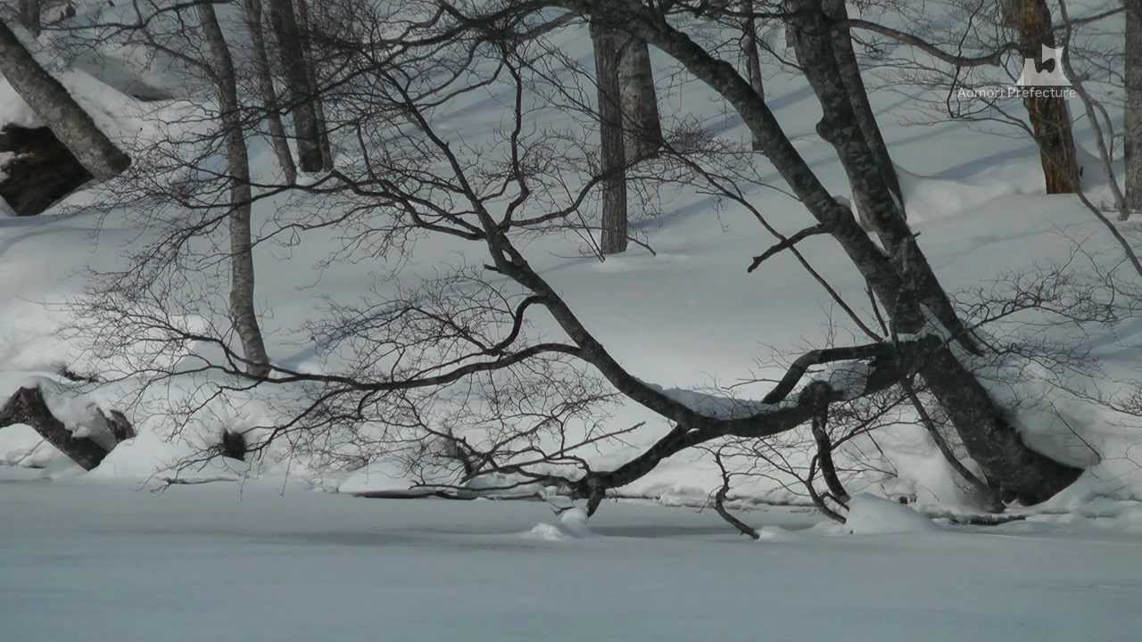 蔦野鳥の森（冬）